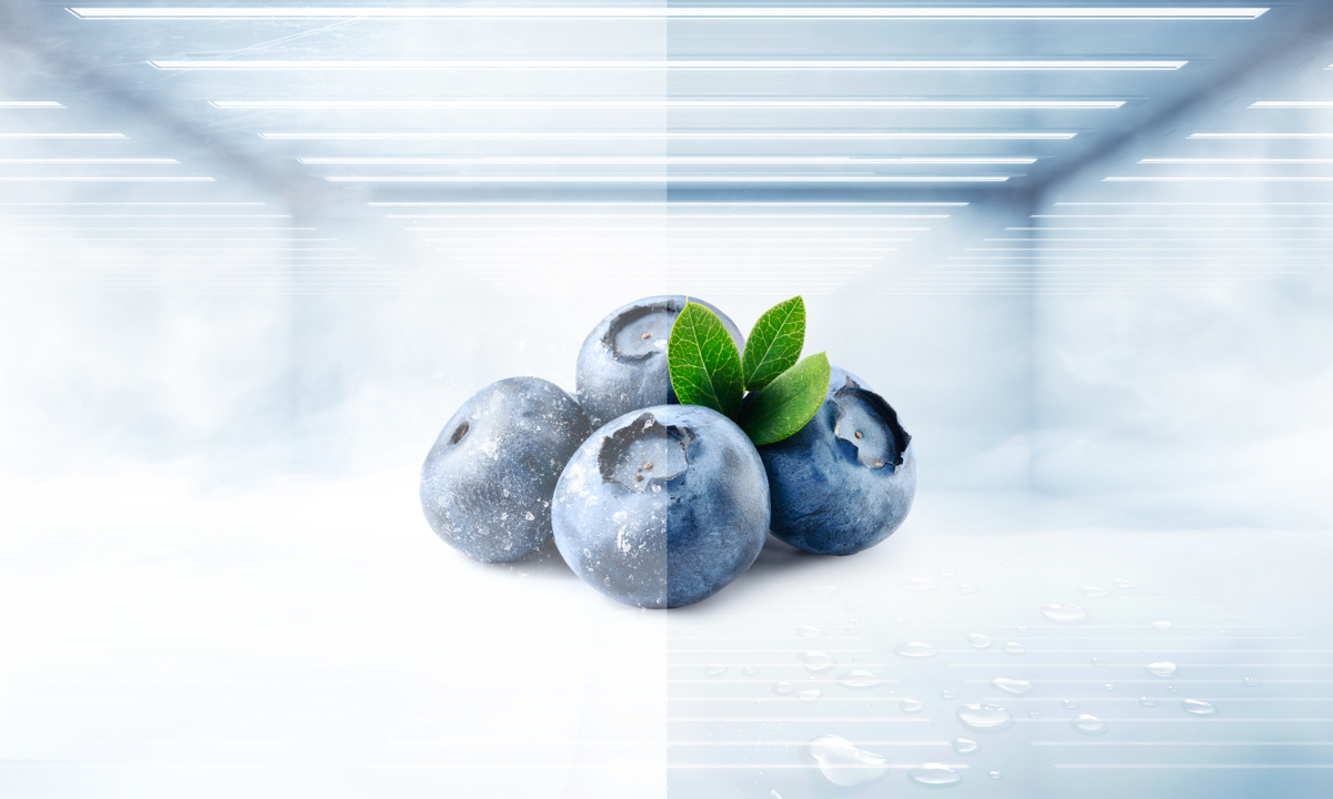 TCL Free Built-in Refrigerator C521CD Total No Frost