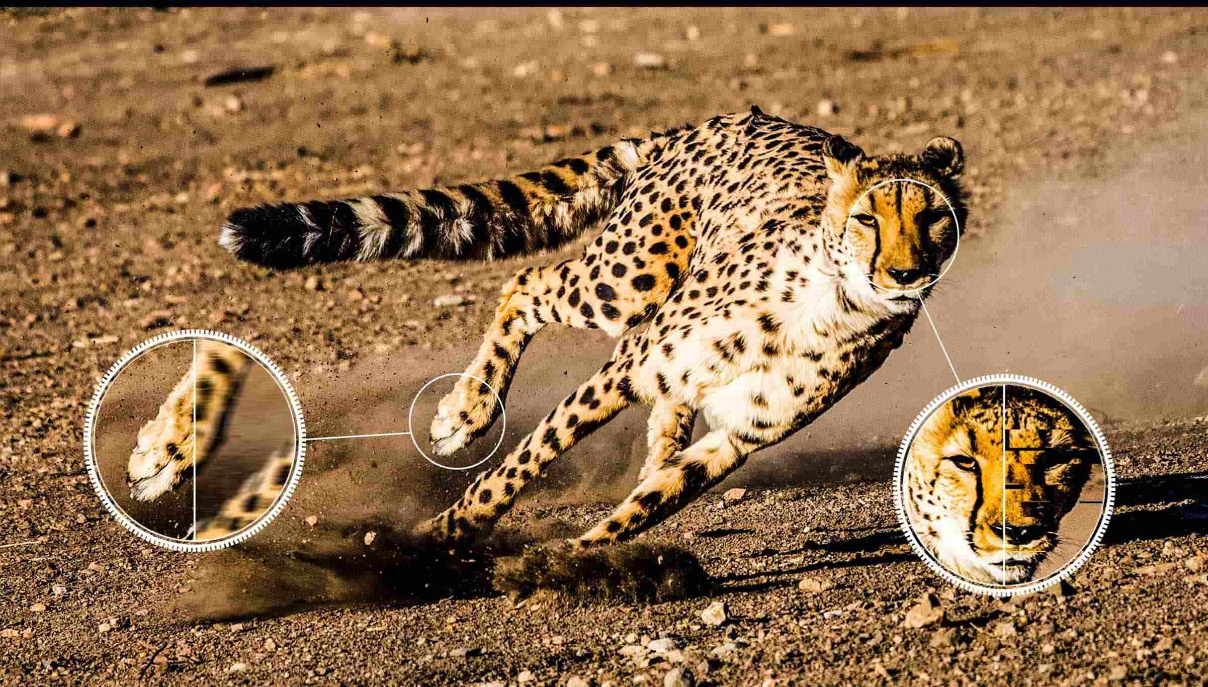 Телевизор TCL C745 QLED AIPQ- AI Движение