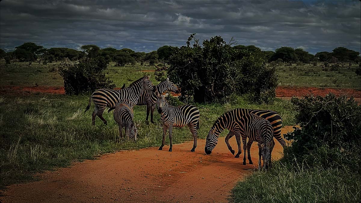 TCL AiPQ Processor Ai-SCENE