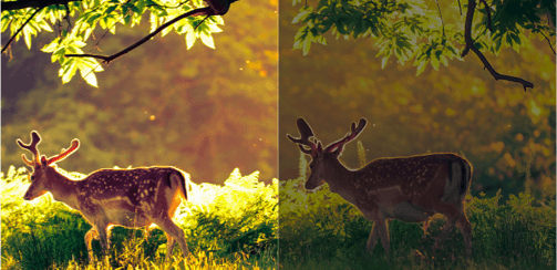 Natural Light vs without Natural Light