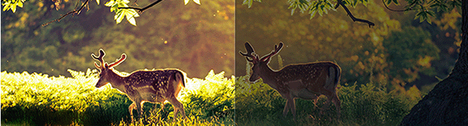 TCL 115X955 Natural Light