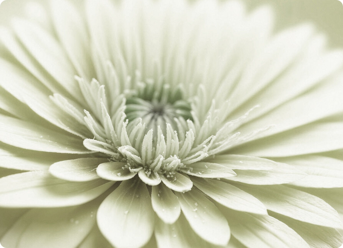 TCL 50 PRO 2MP Macro shooting