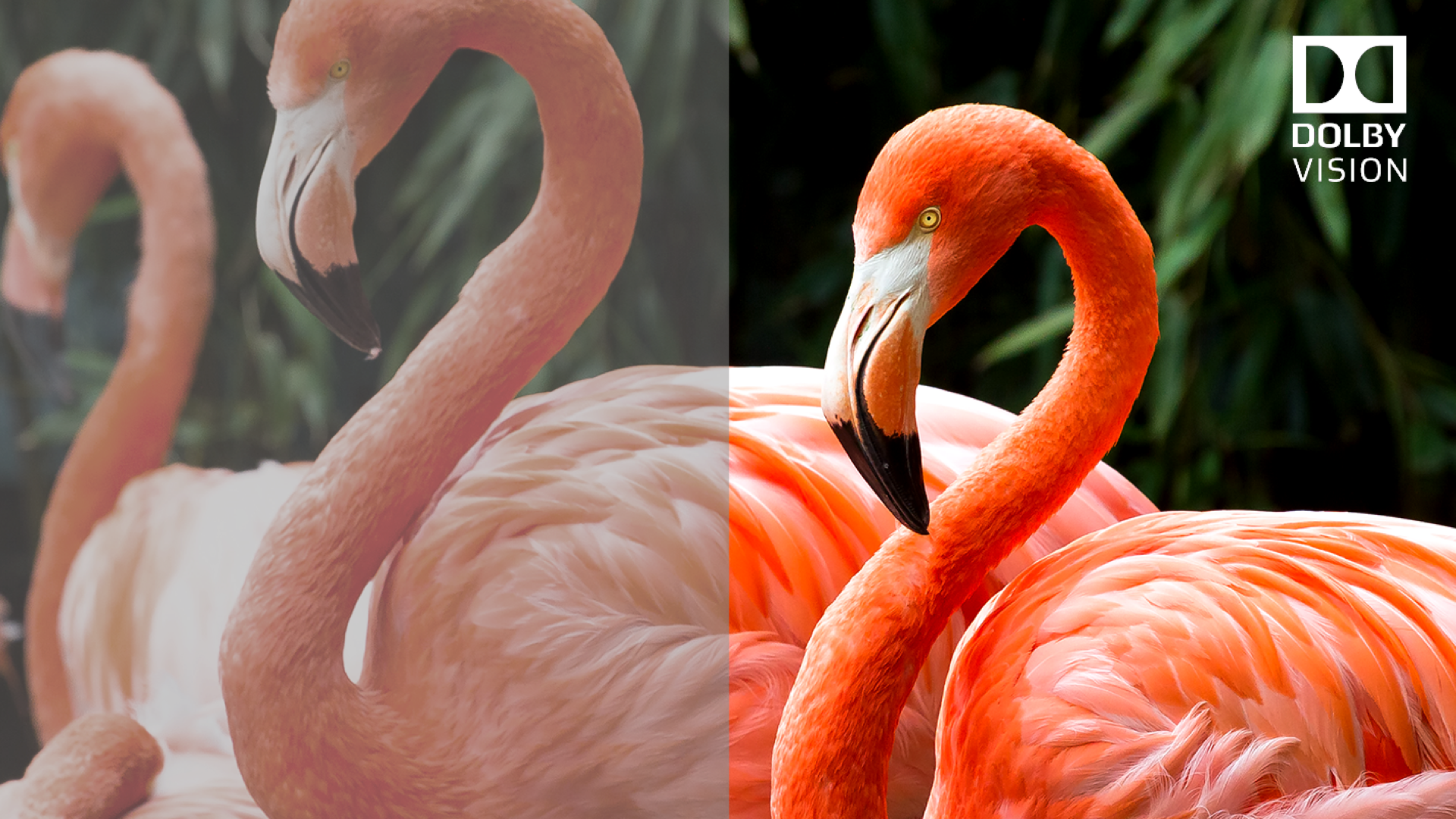 TCL P725 Dolby Vision