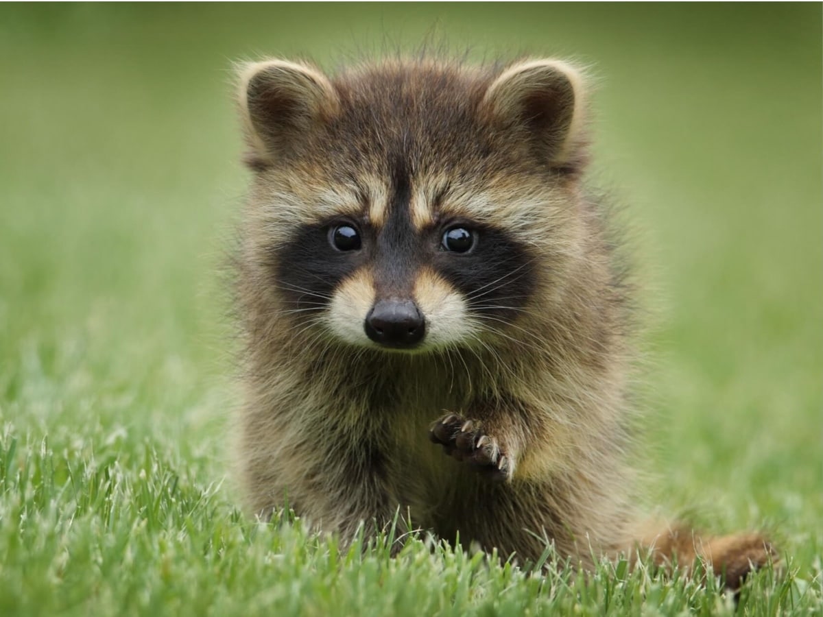 iFFALCON U62 Google Photos