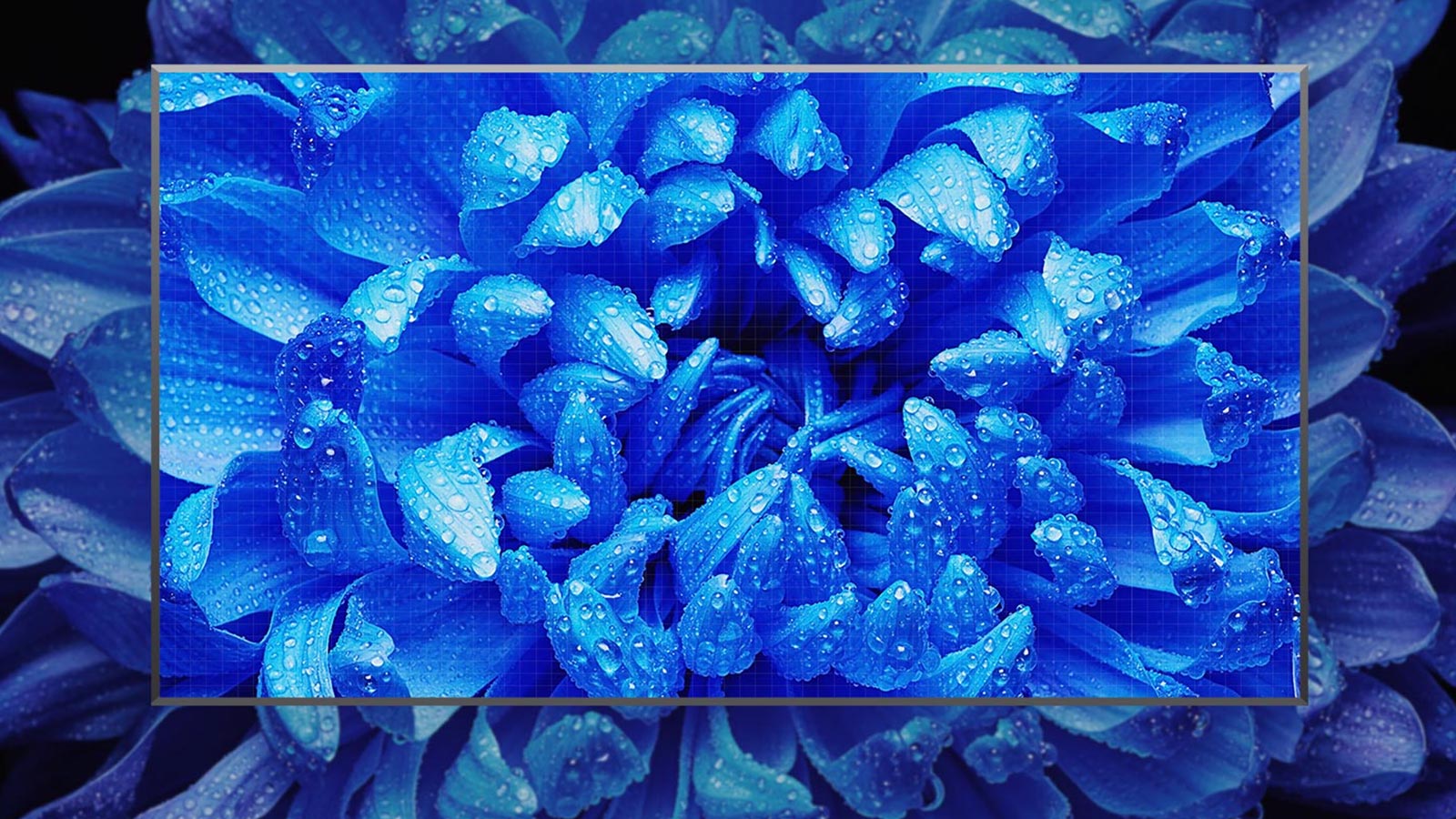 HD